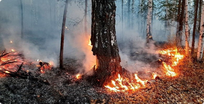 Накануне весеннего сезона пожаров пройдет вебинар о лесах и противопожарной безопасности