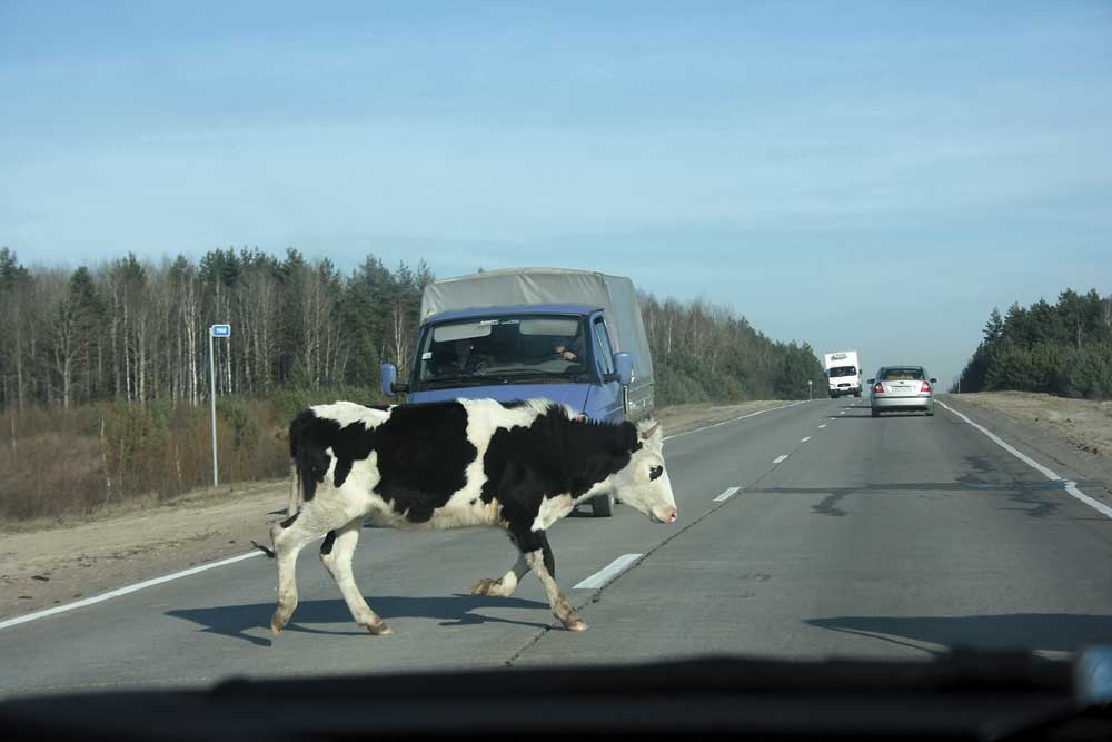 Авария с участием коров