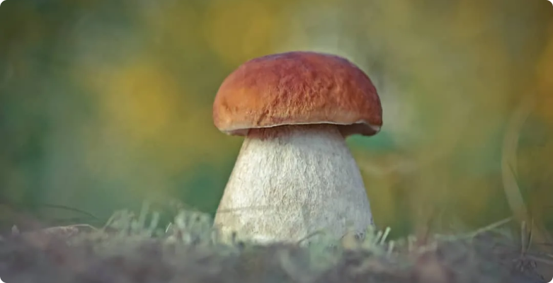 В Туле выявлен первый случай отравления съедобными грибами