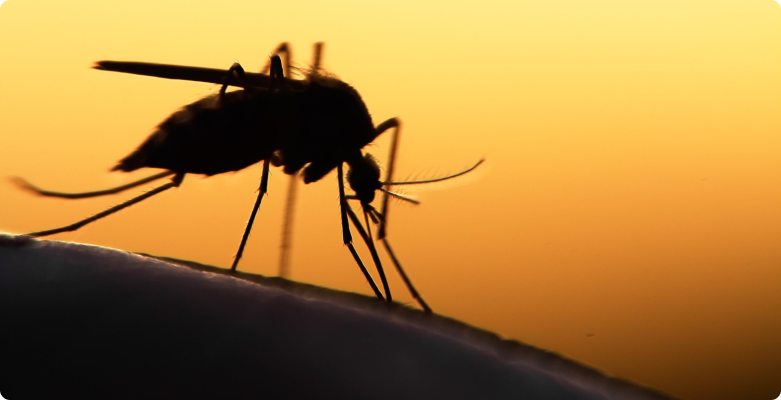 Комаров привлекает запах вирусов Денге и Зика
